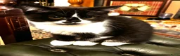 Scottish Fold cats for sale: Last Pure bred Scottish Fold black and white girl - Advert 3
