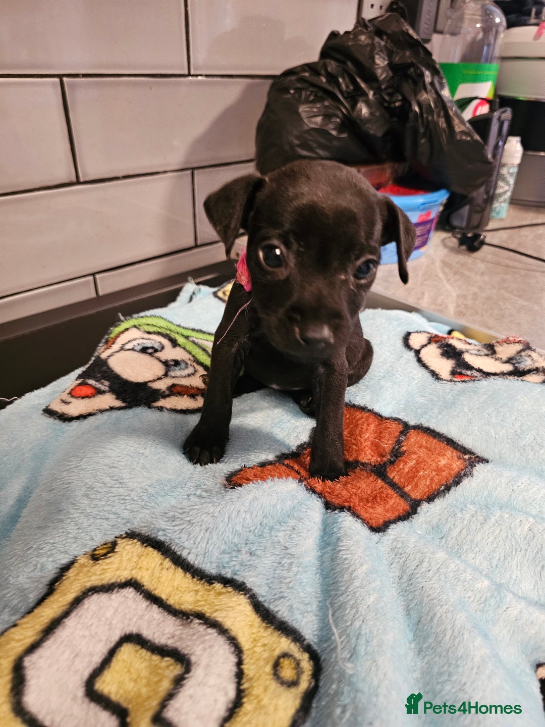 Patterdale Terrier dogs for sale: BEAUTIFUL PATTERDALE TERRIERS FOR SALE  - Advert 2