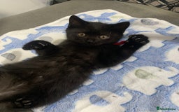 British Shorthair cats for sale: British shorthair boys  - Image 1