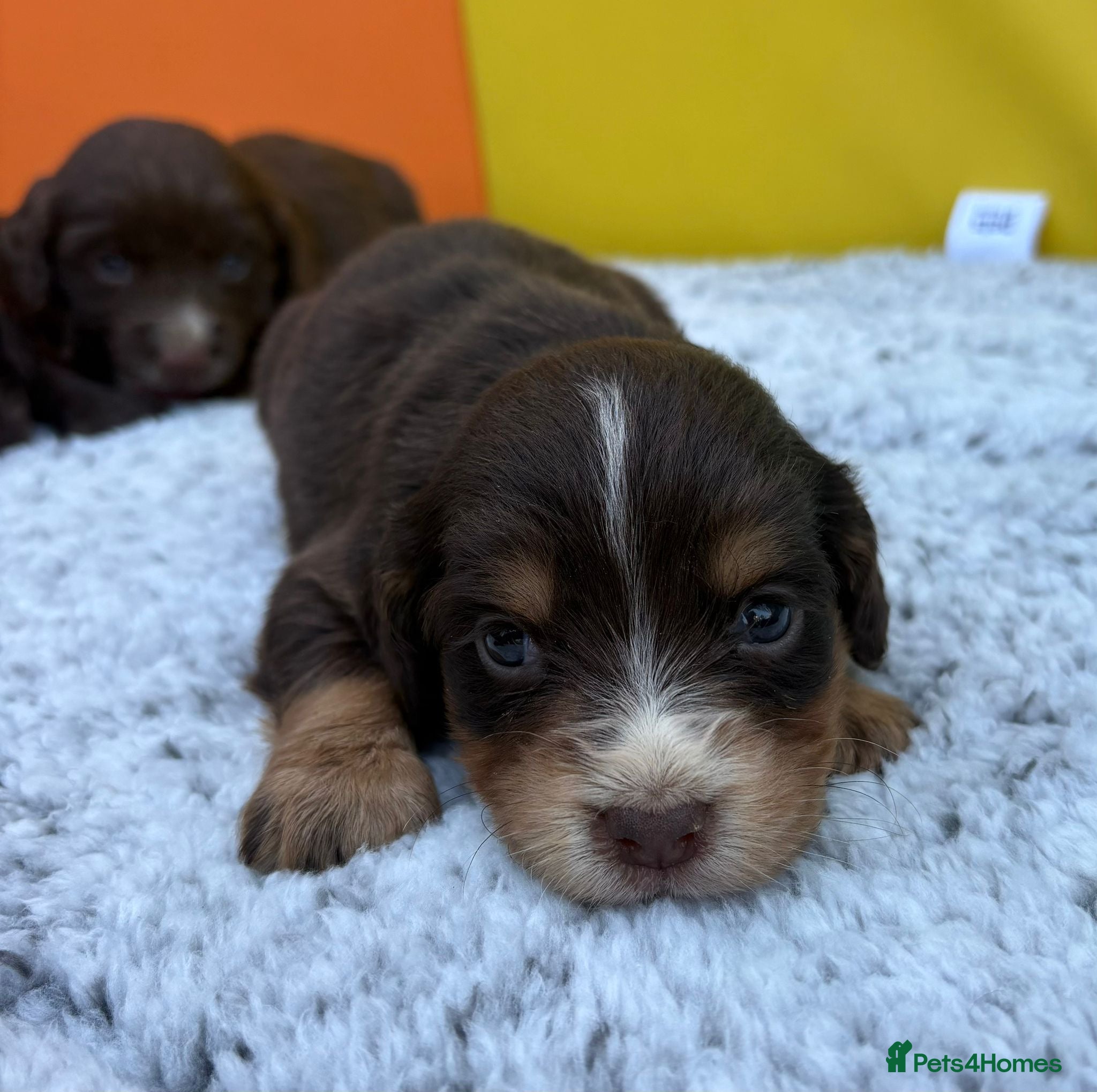 Cocker Spaniel dogs for sale: Cocker spaniel puppies - Advert 5