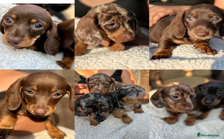 Miniature Dachshund dogs - Advert 1