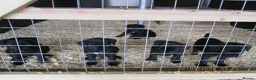 Mixed Breed dogs for sale: boreder patterdale crose borderdal,s - Advert 7