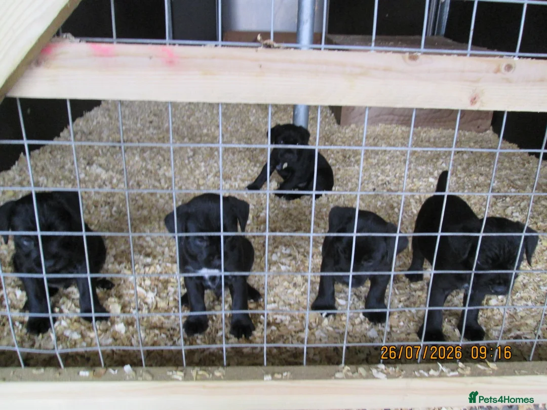 Mixed Breed dogs for sale: boreder patterdale crose borderdal,s - Advert 7