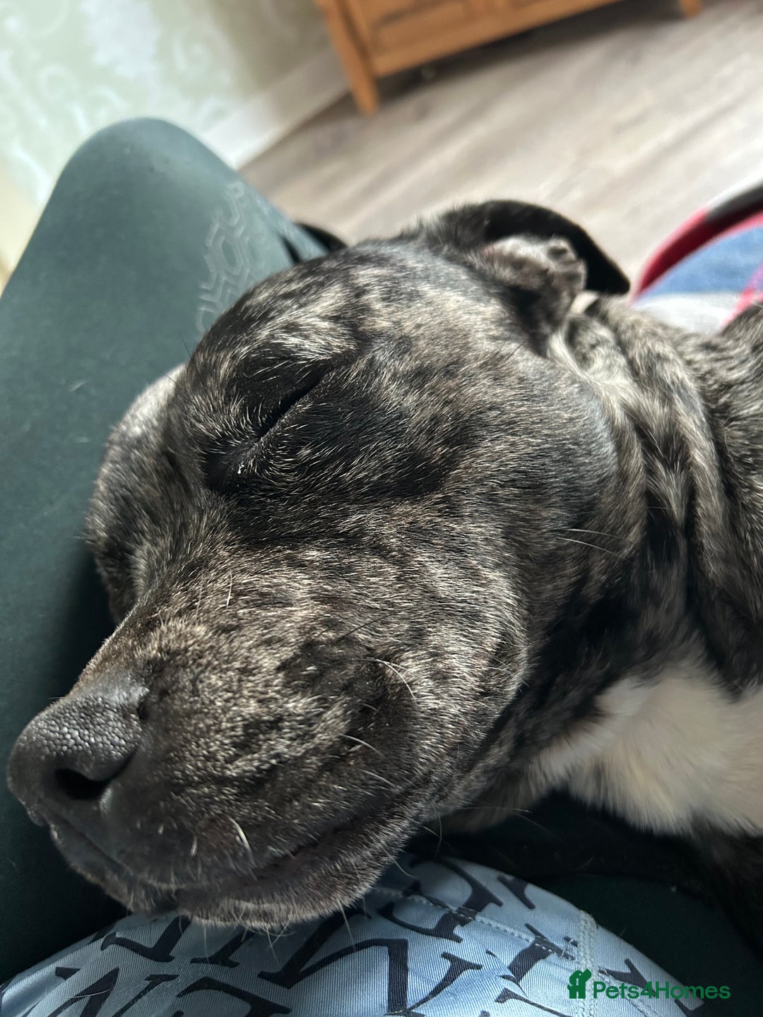 Staffordshire Bull Terrier dogs for stud: Merl Staffies  - Advert 6