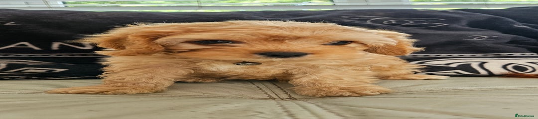 PEANUT
