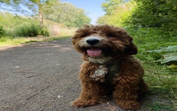 Australian Labradoodle dogs for sale: Aussie Doodle Lottie, 7 Months Old - Image 3