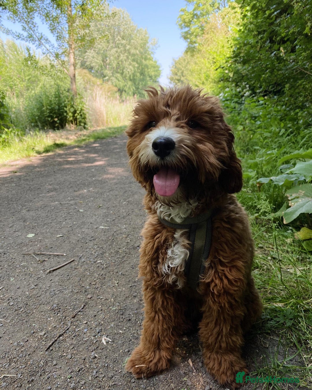Australian Labradoodle dogs for sale: Aussie Doodle Lottie, 7 Months Old - Image 3