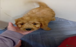 Cavapoo dogs for sale: F2 pups, parents are both f1 cavapoos - Image 5