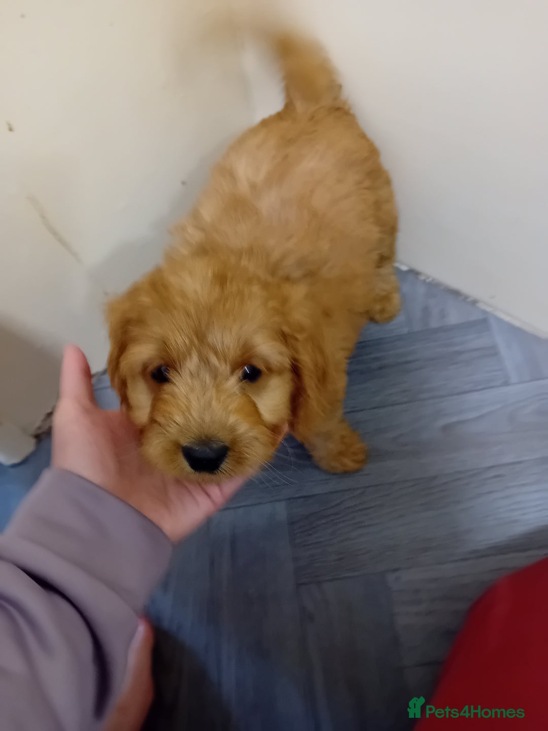 Cavapoo dogs for sale: F2 pups, parents are both f1 cavapoos - Image 5