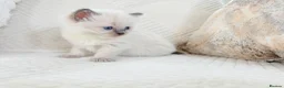 Ragdoll cats for sale: 3 Blue Point Kittens for sale - All Boys!! - Advert 29
