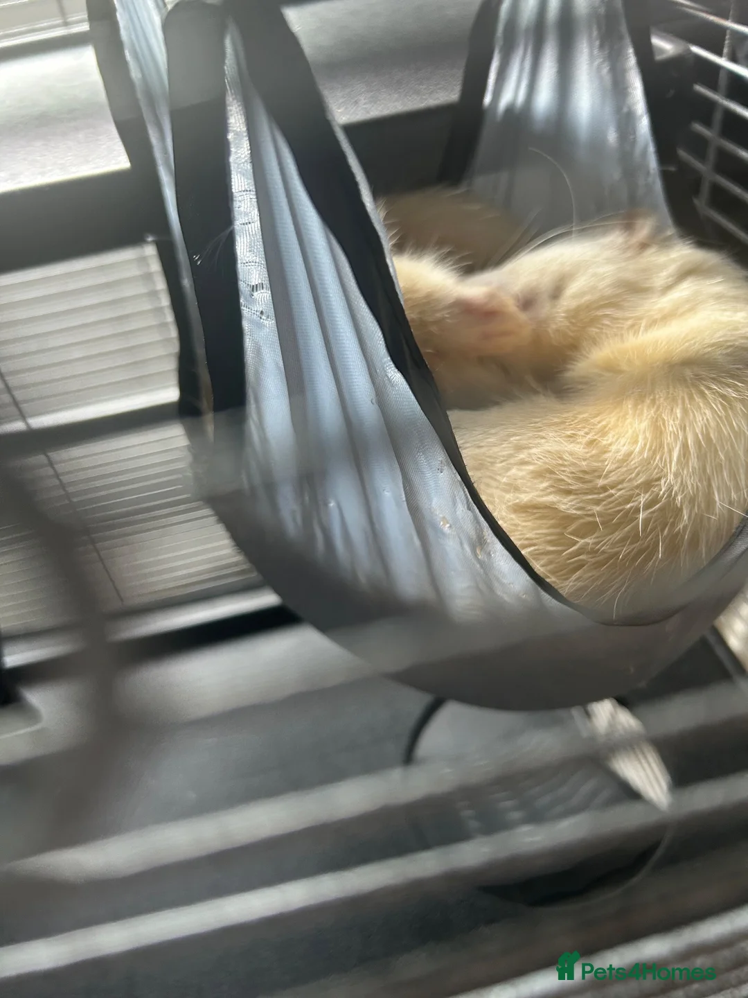 Ferret rodents for sale: Ferret | Male  - Advert 2