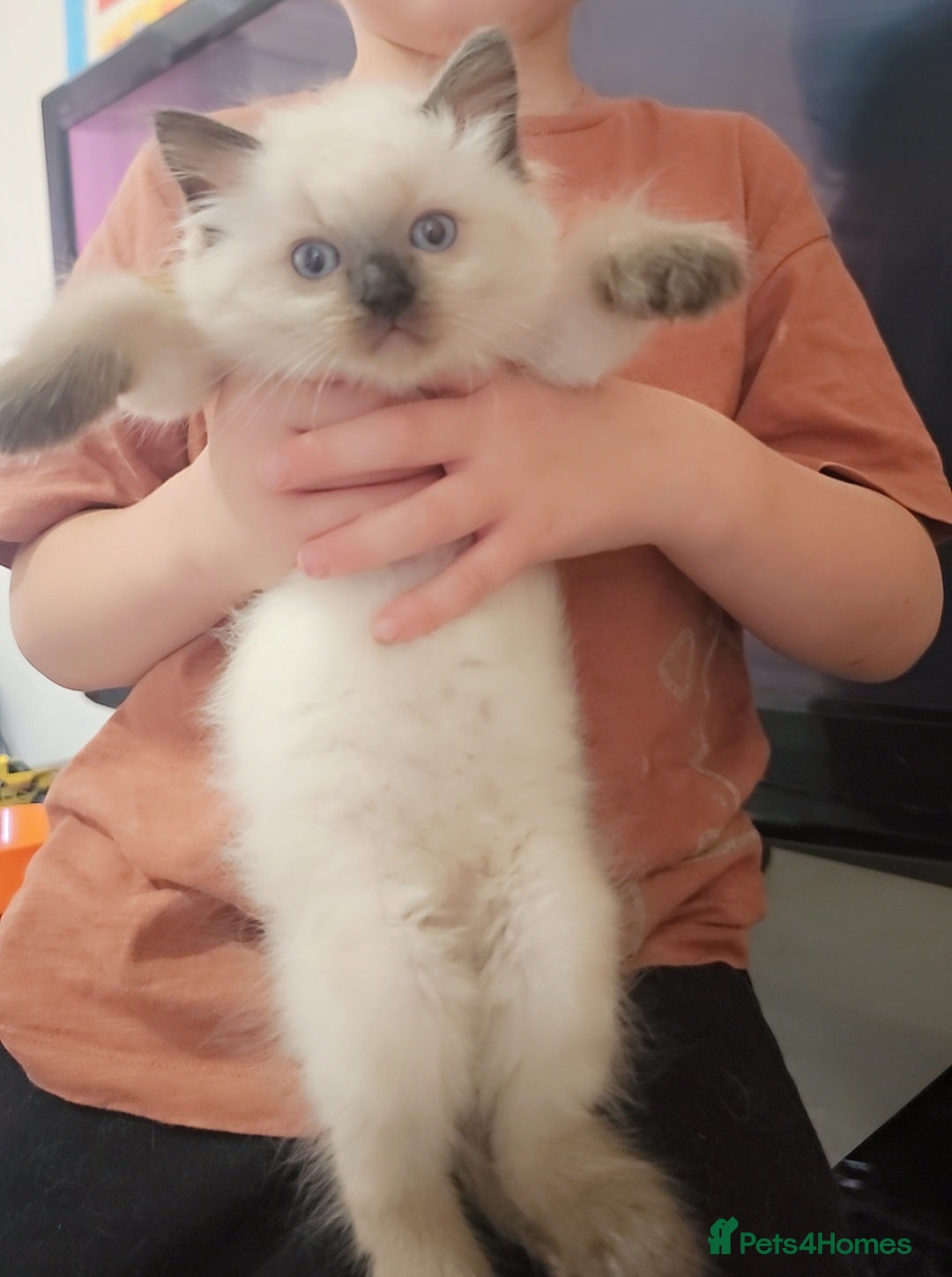 Ragdoll cats for sale: Two beautiful 5 month old Ragdoll kittens for sale - Advert 9