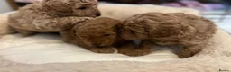 Toy Poodle dogs for sale: Gorgeous Toy Poodle Looking for Their Forever Home - Advert 20