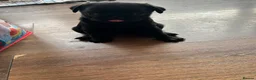 Pug dogs for sale: Black pugs - Advert 6