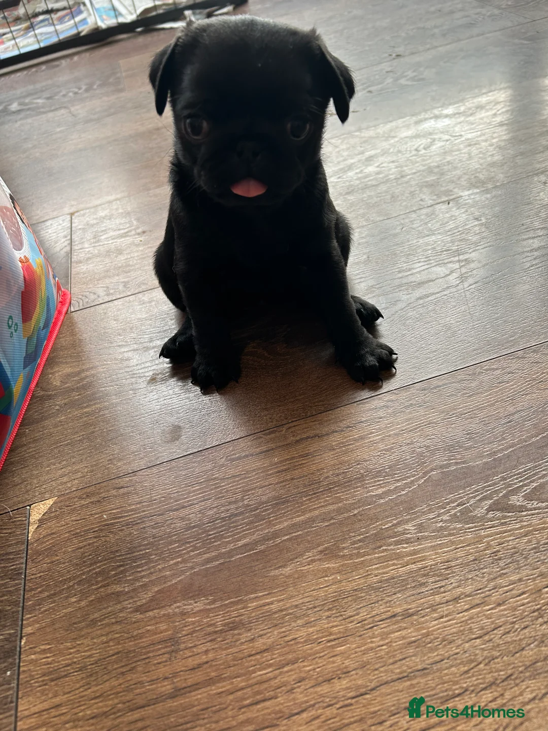 Pug dogs for sale: Black pugs - Advert 6
