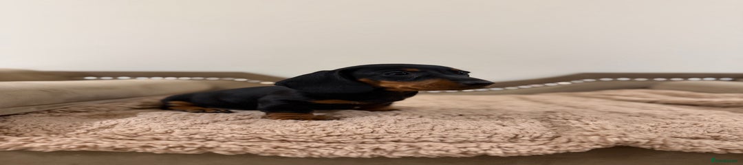 Miniature Dachshund Puppy 2