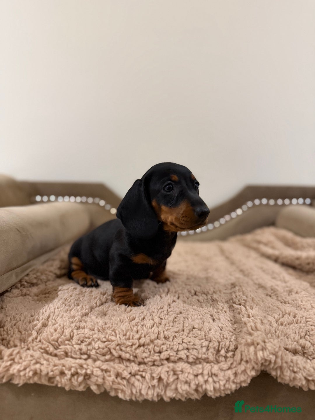 Miniature Dachshund dogs for sale: Gorgeous Miniature Dachshund boys - Advert 4