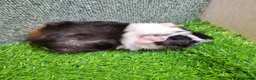 Guinea Pig rodents for sale: Pair baby brothers guinea pigs - Advert 6
