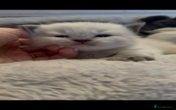 Siberian cats for sale: One male full Siberian kitten  - Image 19
