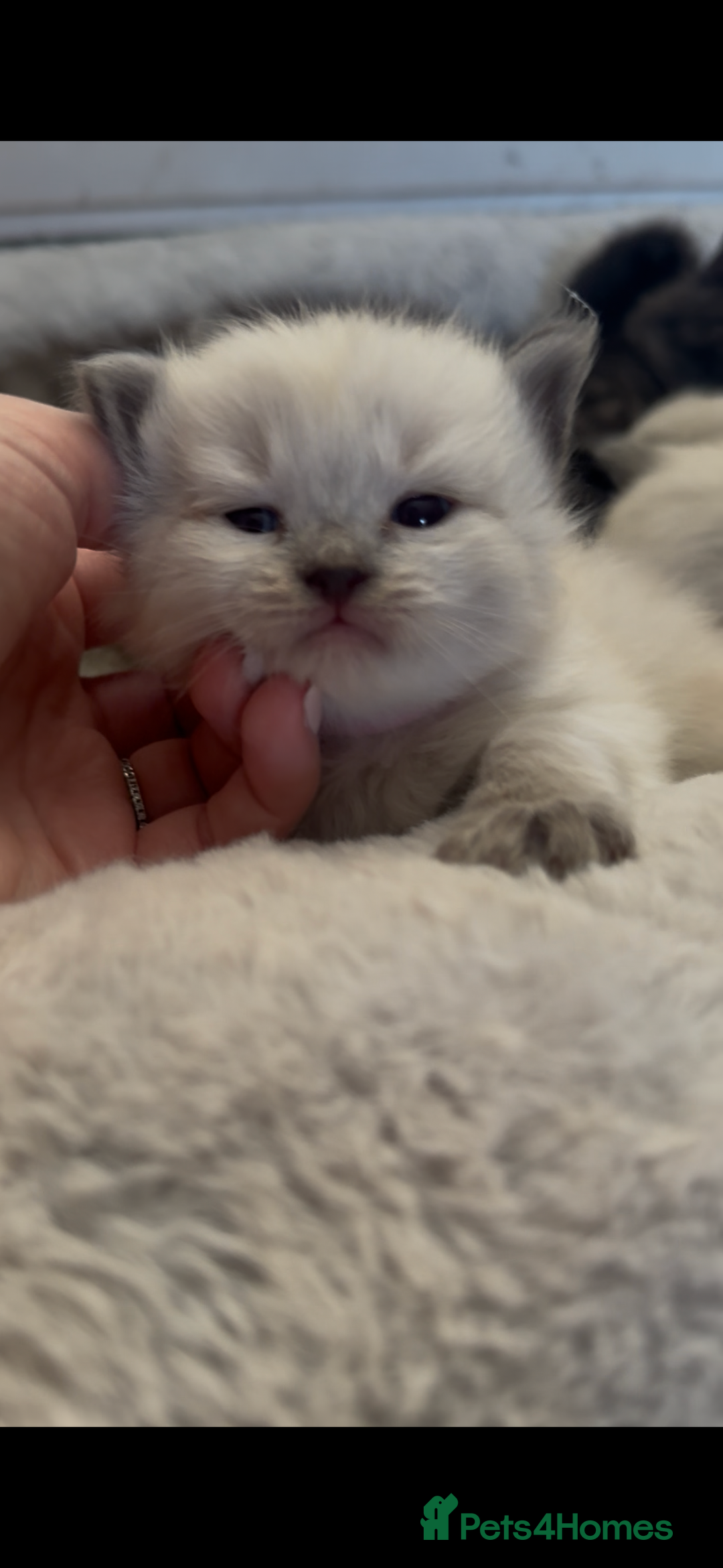 Siberian cats for sale: One male full Siberian kitten  - Image 19