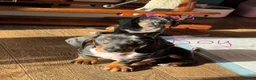 Miniature Dachshund dogs for sale: 4 playful dachshund pups  - Advert 2