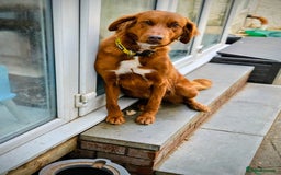 Mixed Breed dogs for sale: Large mixed breed female need experienced home - Image 1