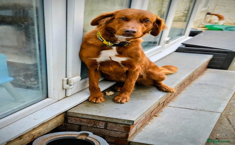 Mixed Breed dogs - Advert 3