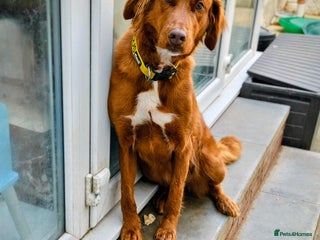 Mixed Breed dogs for sale - Advert 1