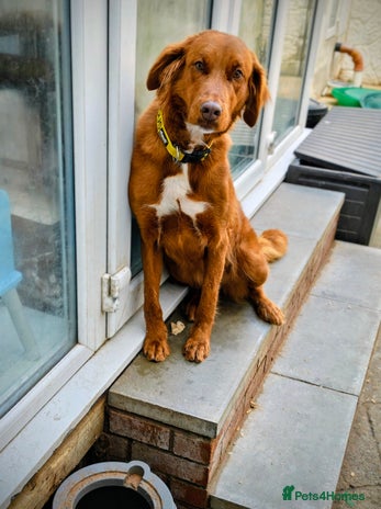 Mixed Breed dogs - Advert 2