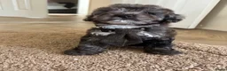 Cockapoo dogs for sale: Beautiful Healthy Puppy Ready for Loving Home - Advert 3