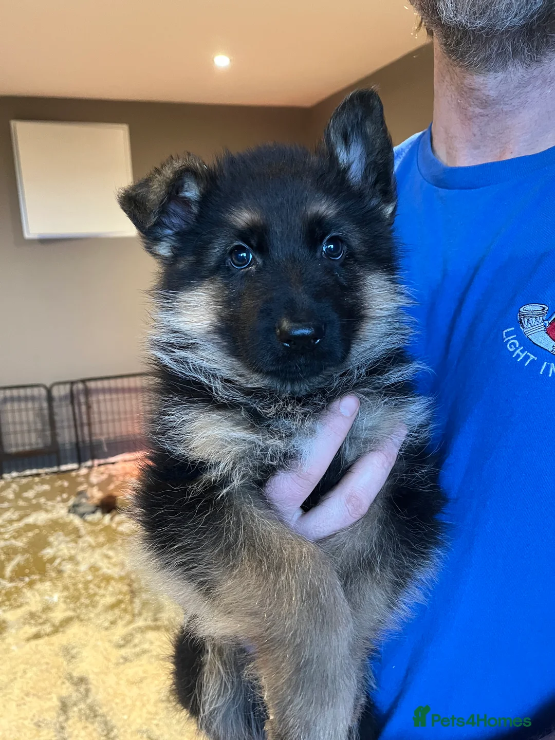 German Shepherd dogs for sale: Beautiful KC reg German Shepherd puppies for sale  - Advert 7