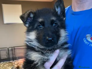 German Shepherd dogs Beautiful KC reg German Shepherd puppies for sale - Advert 10