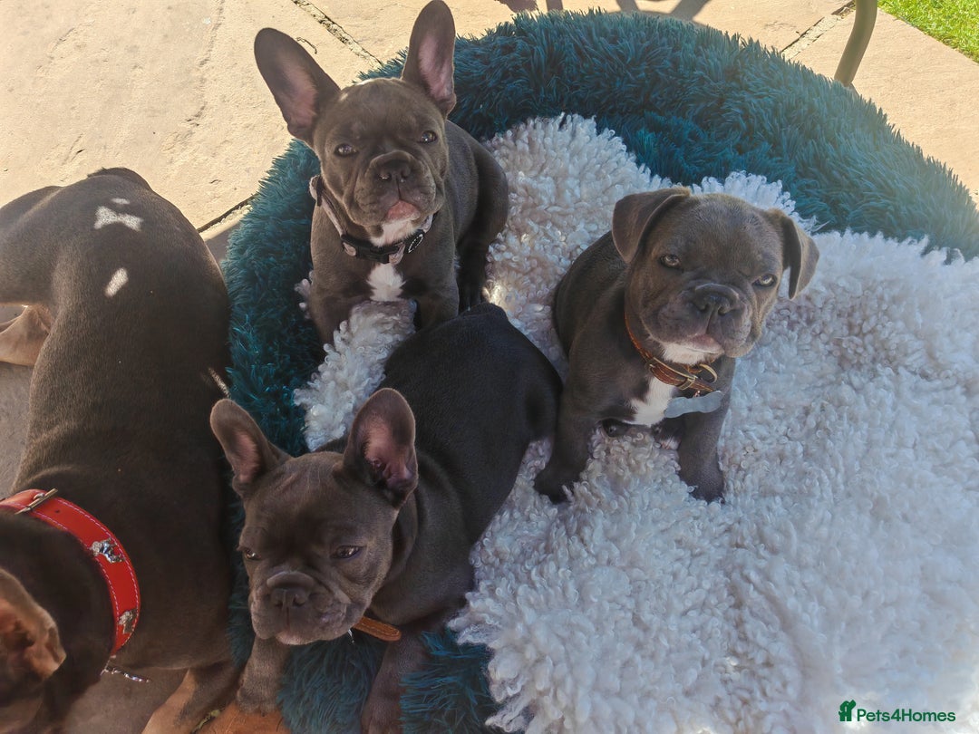 French Bulldog dogs for sale: Beautiful blue frenchie  - Image 8