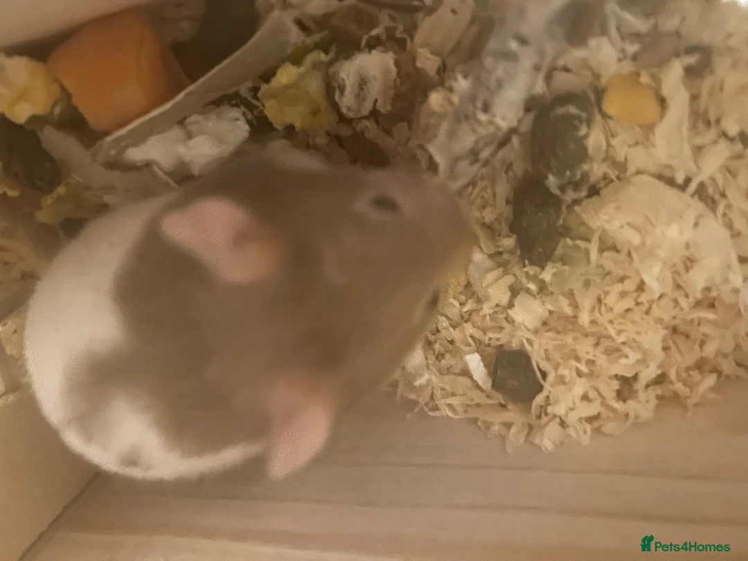 Hamster rodents for sale: Girl hamster - Advert 1