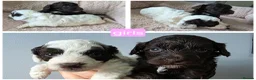 Cockapoo dogs for sale: F1b chocolate & parti roan cockapoos.HEALTH TESTED - Advert 17