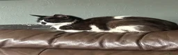 Mixed Breed cats for sale: 3 adorable babies! - Advert 1