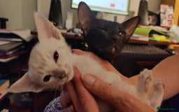 Oriental cats for sale: Havana Brown and Snow Lynx Bengal Cross kittens - Image 3