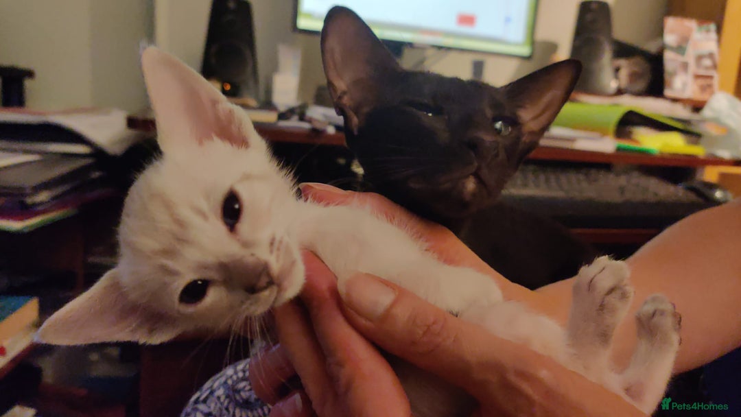 Oriental cats for sale: Havana Brown and Snow Lynx Bengal Cross kittens - Image 3