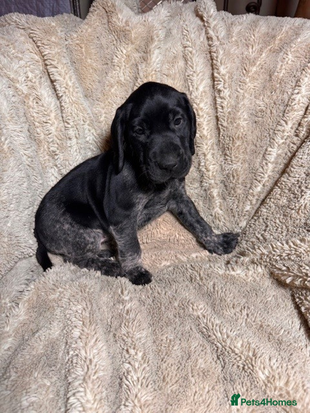 German Shorthaired Pointer dogs for sale: KC Reg Champ blood Lines GSP Pointer Pups - Leeds - Advert 10
