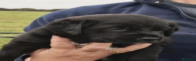 Taz