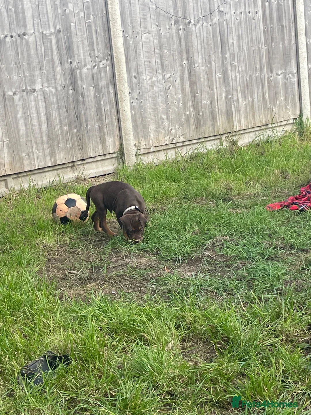 English Bulldog dogs for sale: 10 week old puppy boy  in Portsmouth - Advert 2