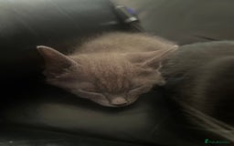Mixed Breed cats for sale: Kittens for sale  - Image 3