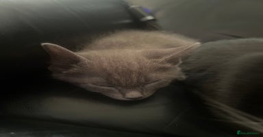 Mixed Breed cats - Advert 8