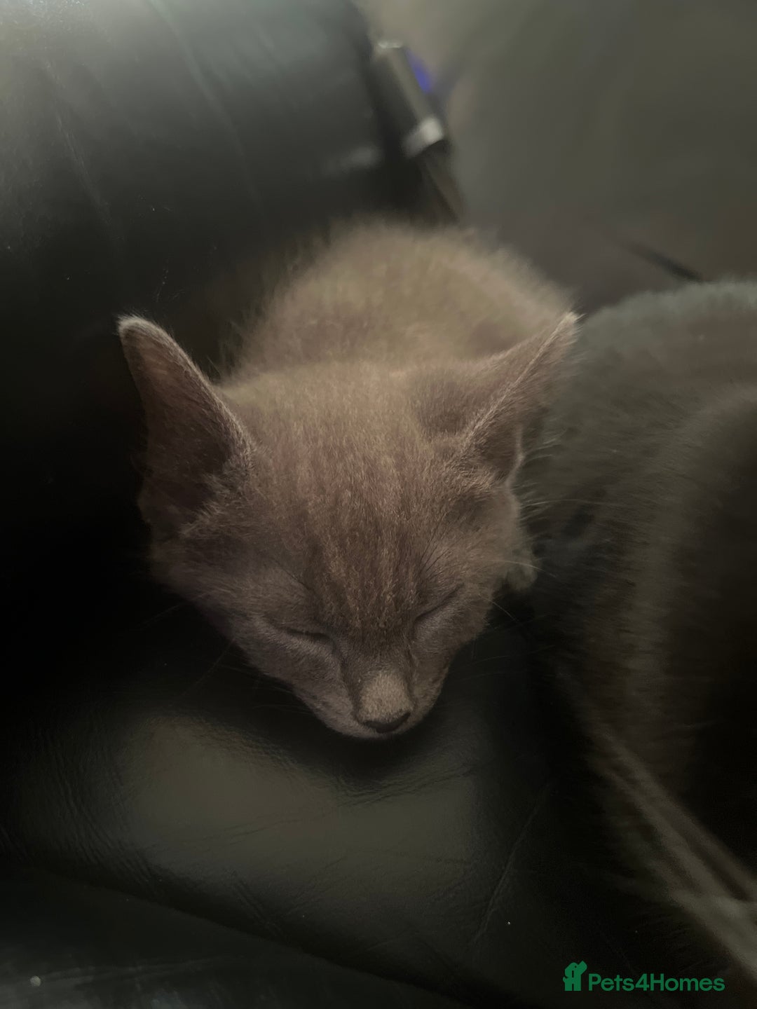 Mixed Breed cats for sale: Kittens for sale  - Image 3