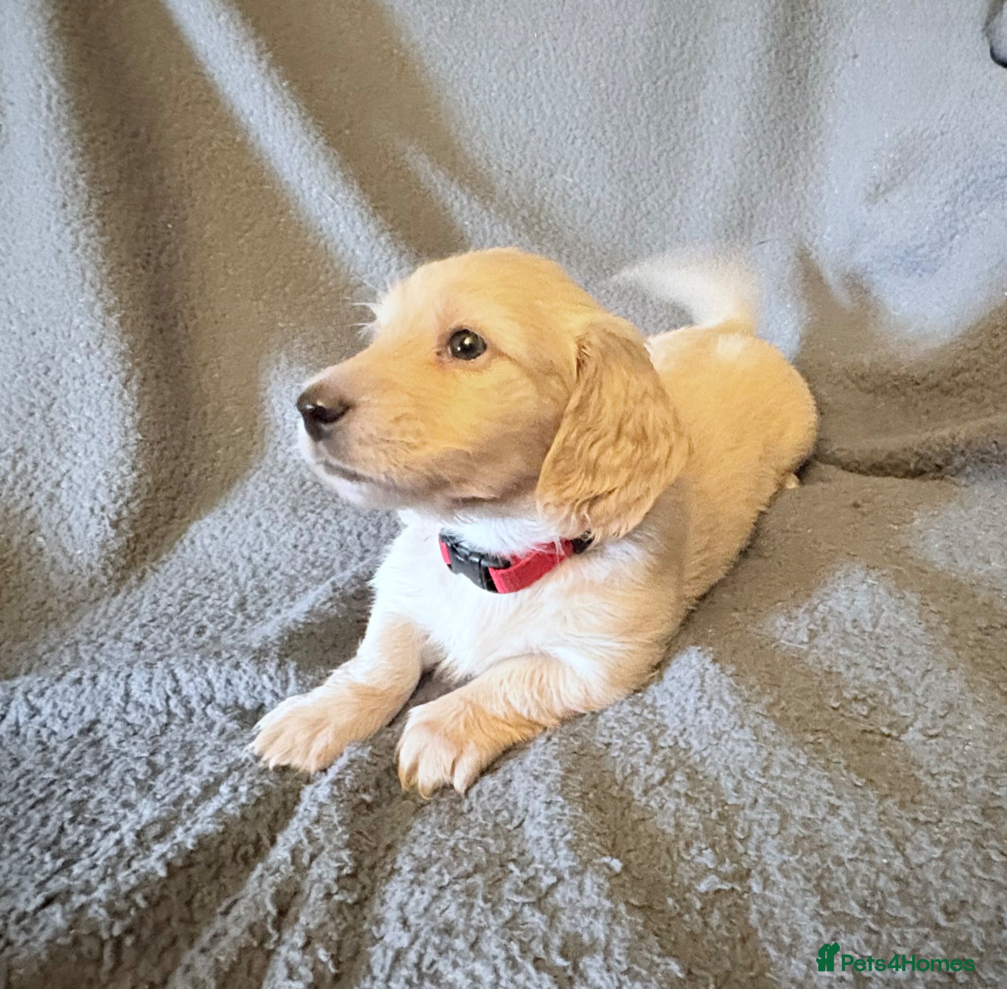 Miniature Dachshund dogs Long haired cream miniature dachshund puppies - Advert 12