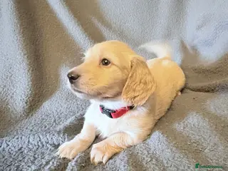 Miniature Dachshund dogs Long haired cream miniature dachshund puppies - Advert 12