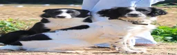 English Springer Spaniel dogs for sale: Striking Traditional English Springer Spaniel pups - Advert 9