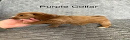 Cockapoo dogs for sale: Beautiful F2 Cockapoos  - Advert 18