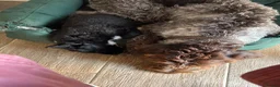 Border Collie dogs for sale: Border collie puppies - Advert 18