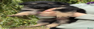 German Shepherd 5